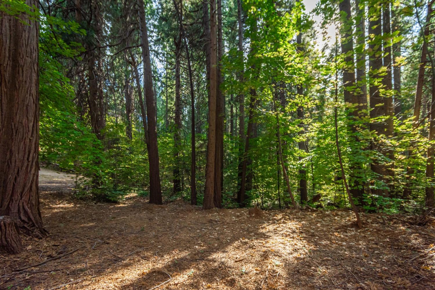 Detail Gallery Image 65 of 68 For 6488 Misery Ln, Pollock Pines,  CA 95726 - 3 Beds | 2/1 Baths