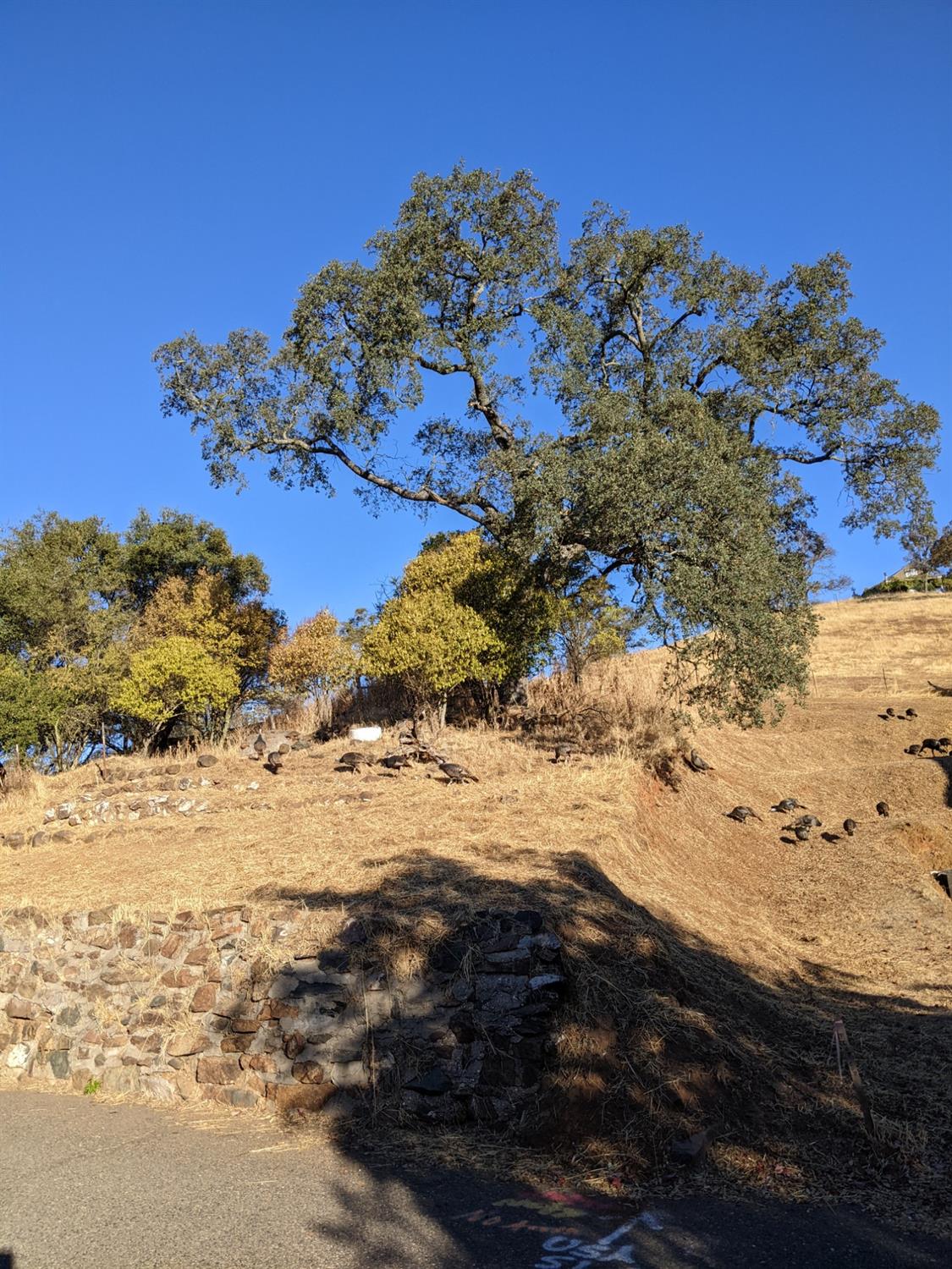 Fremont Mine Road, Amador City, California image 2