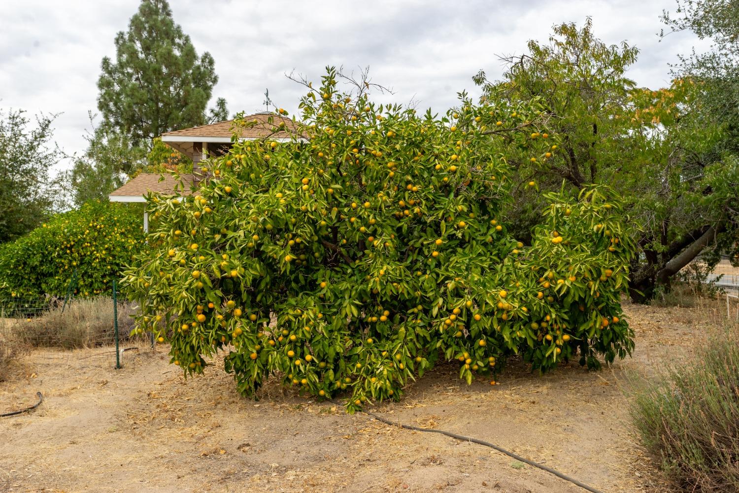 Barton Road, Granite Bay, California image 6