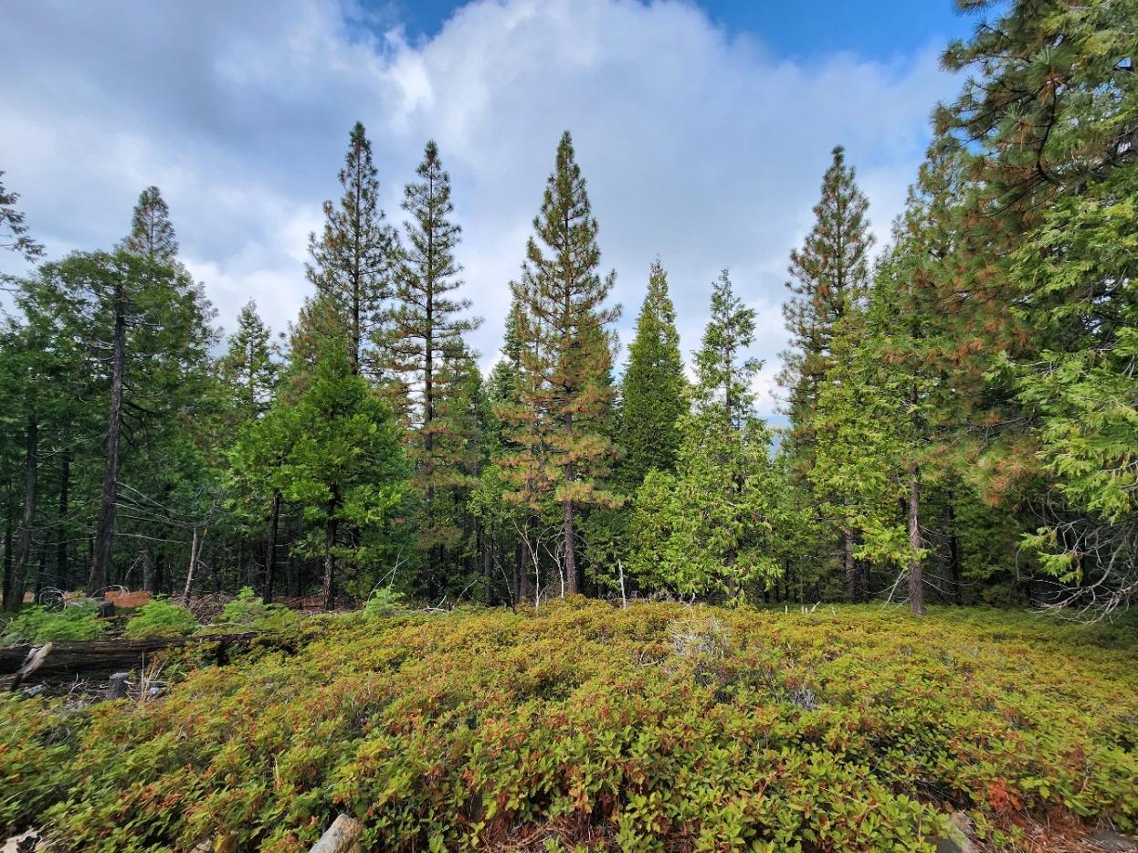 Detail Gallery Image 39 of 66 For 1 Forest Route 7n41, West Point,  CA 95255 - 1 Beds | 0/1 Baths