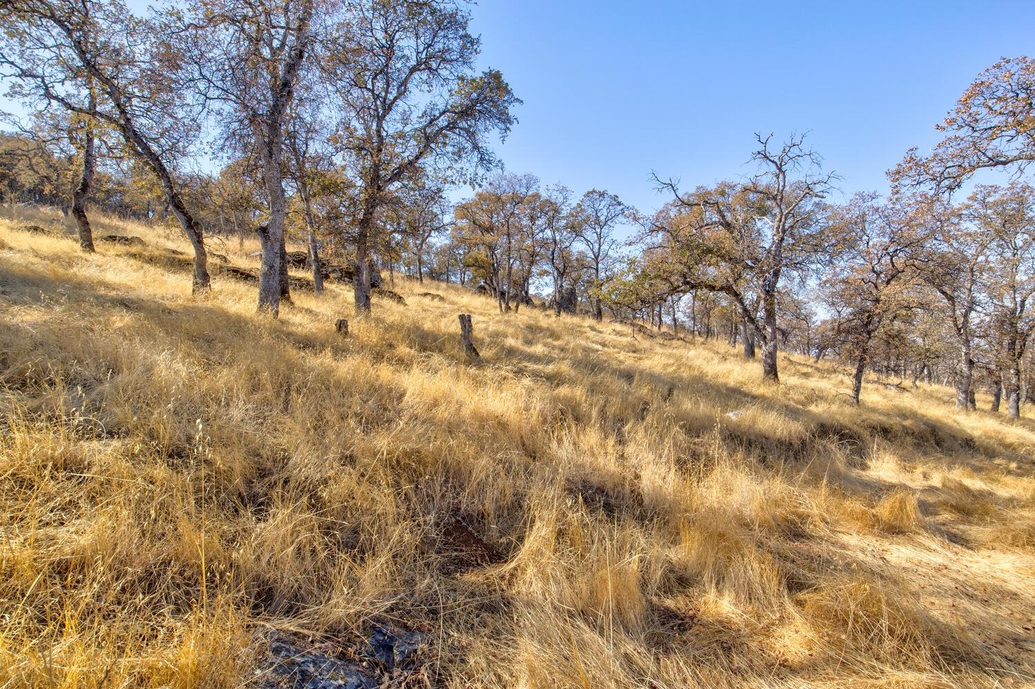 Lazo Way, La Grange, California image 8