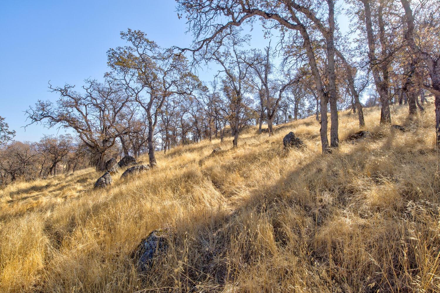 Lazo Way, La Grange, California image 13