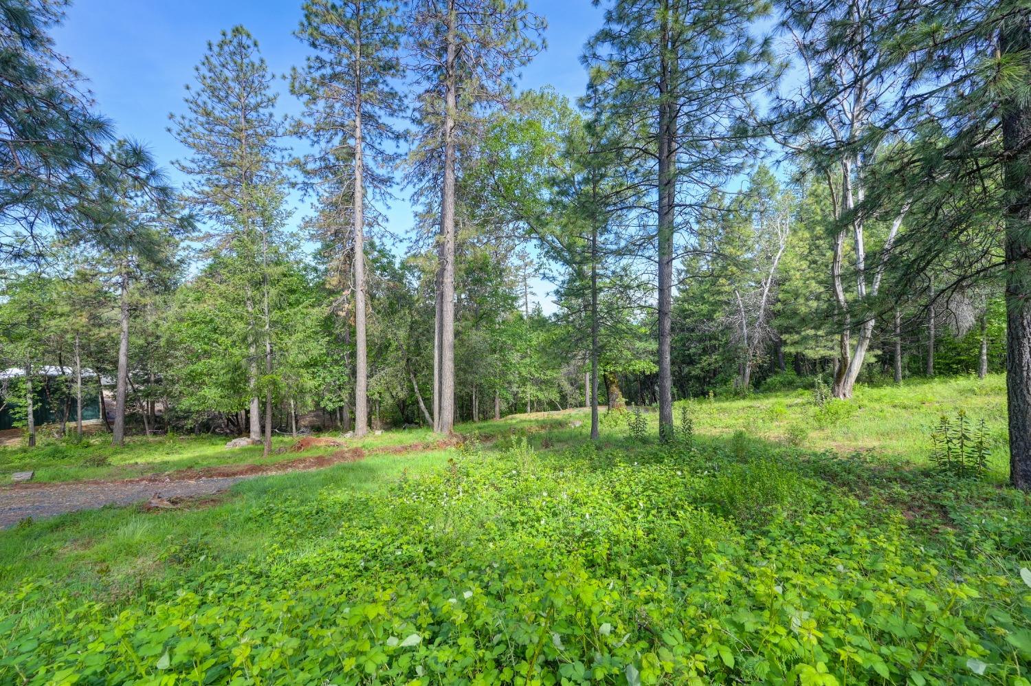 Whitehawk Ridge Court, Foresthill, California image 8