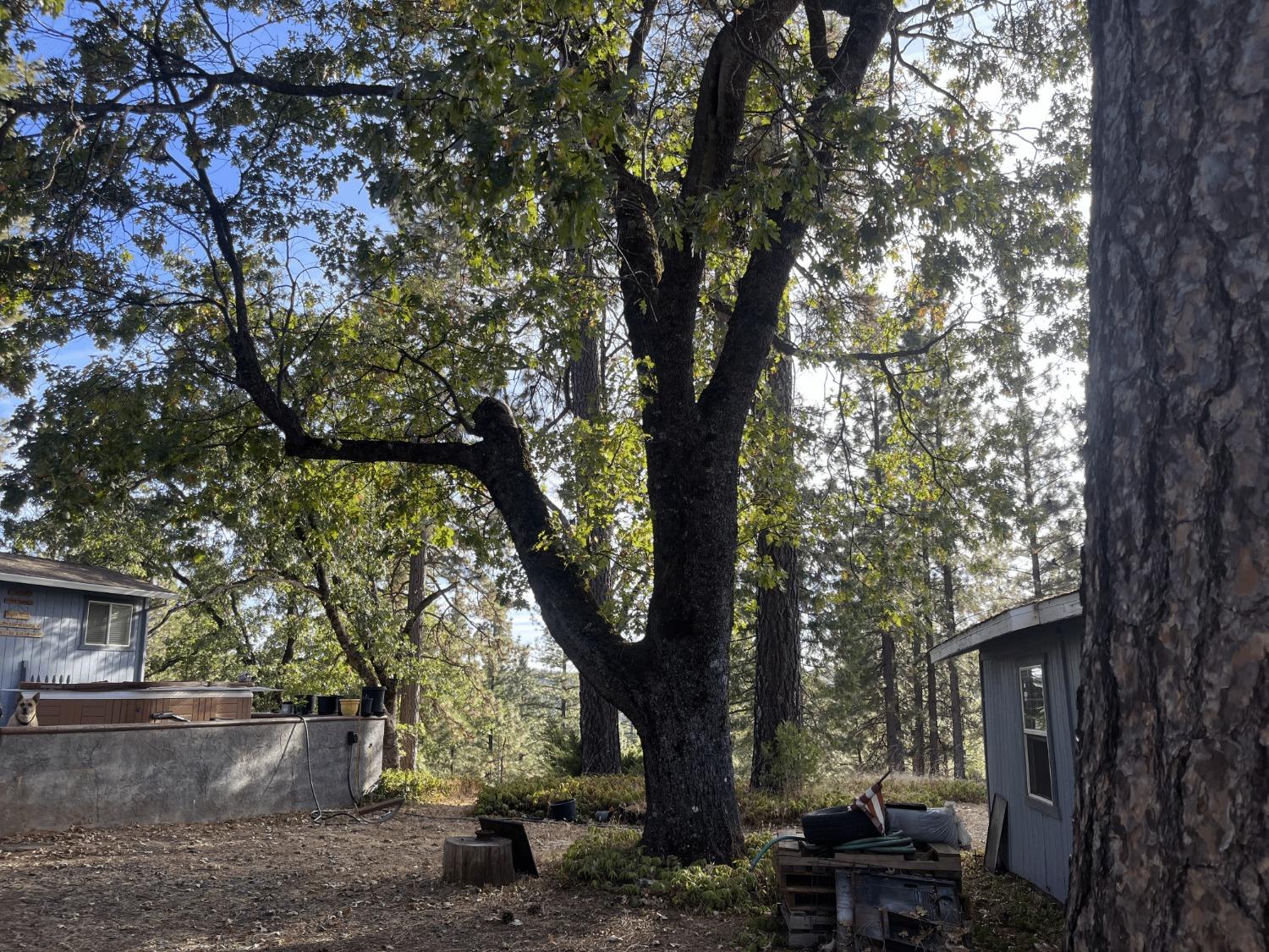 Detail Gallery Image 31 of 54 For 5000 Omo Ranch Rd, Somerset,  CA 95684 - 3 Beds | 1/1 Baths