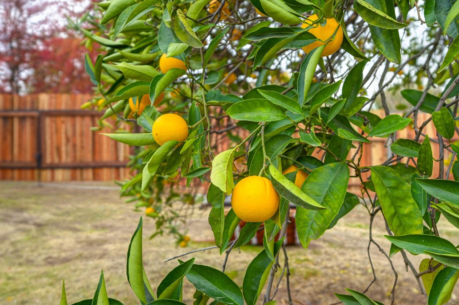 Detail Gallery Image 37 of 41 For 7127 Falcon Rd, Fair Oaks,  CA 95628 - 3 Beds | 2 Baths