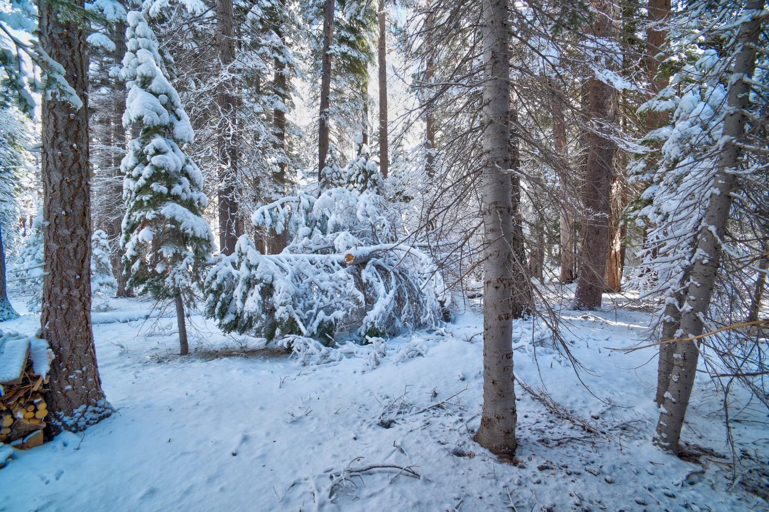 Detail Gallery Image 27 of 28 For 51086 Conifer Dr, Soda Springs,  CA 95728 - 2 Beds | 1 Baths