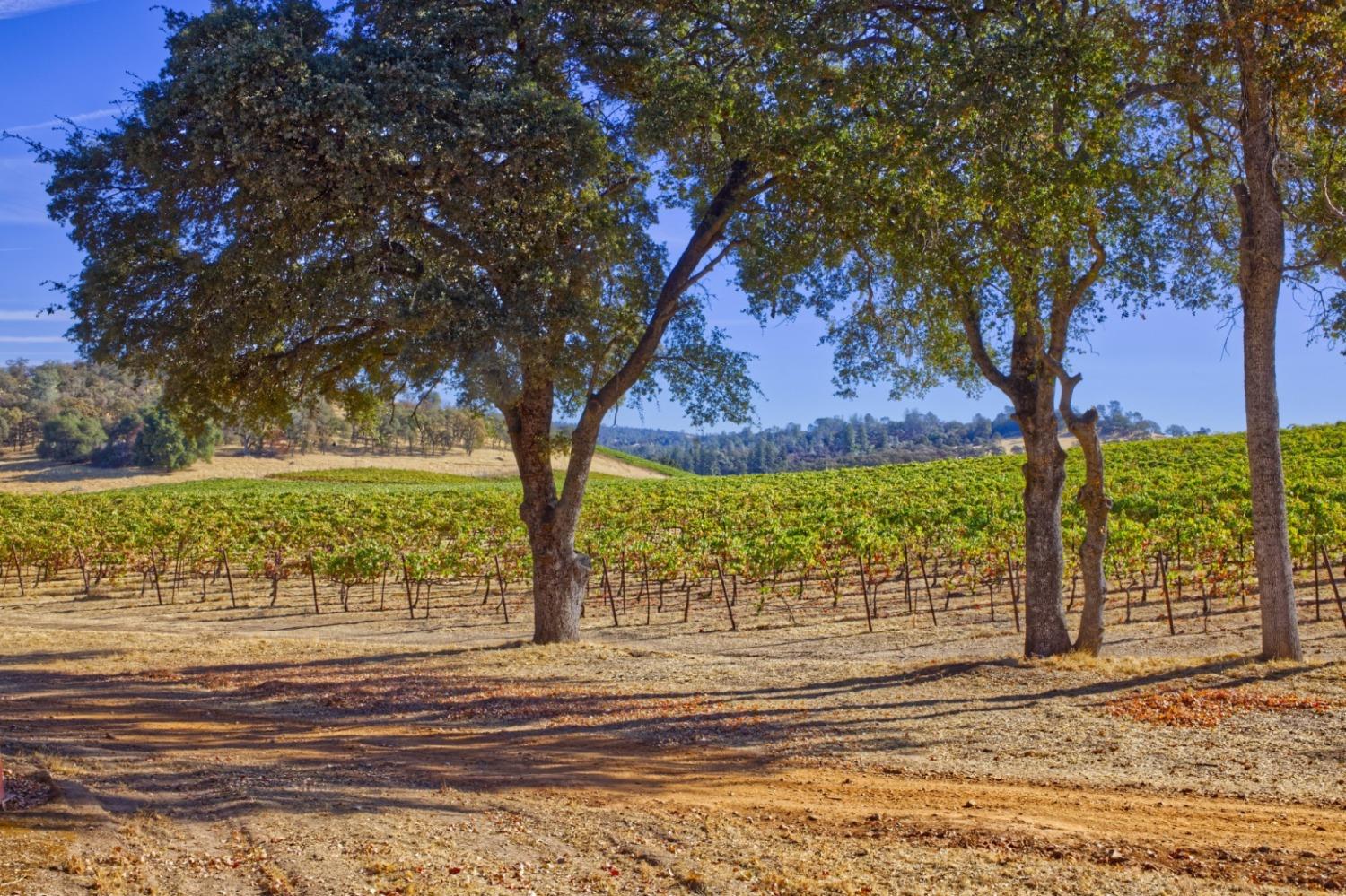 Shenandoah School Road, Plymouth, California image 7