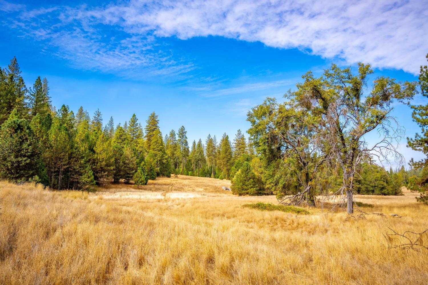 Detail Gallery Image 9 of 49 For 9030 Smith Station Rd, Groveland,  CA 95321 - – Beds | – Baths