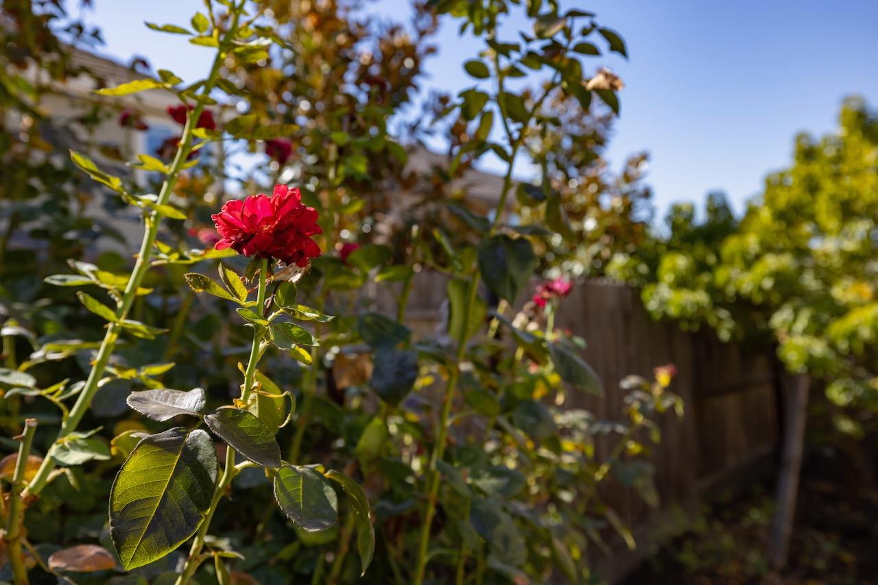 Detail Gallery Image 63 of 69 For 1606 Monroe Way, Rocklin,  CA 95765 - 4 Beds | 3/1 Baths