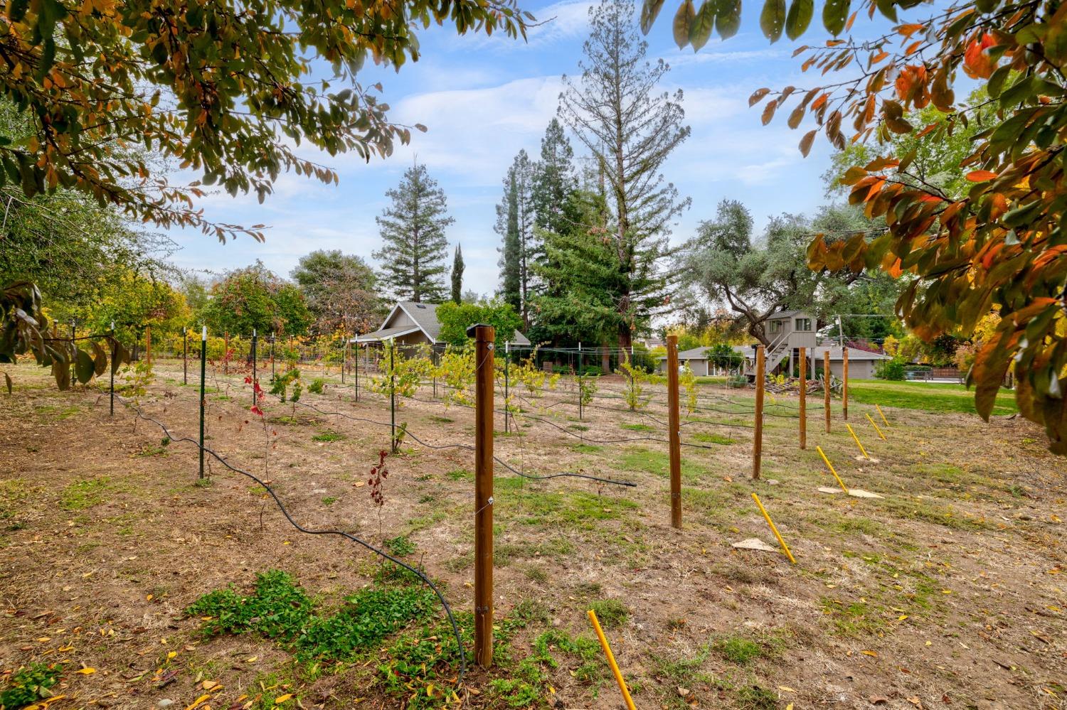 Detail Gallery Image 58 of 82 For 8755 Winding Way, Fair Oaks,  CA 95628 - 4 Beds | 2/1 Baths