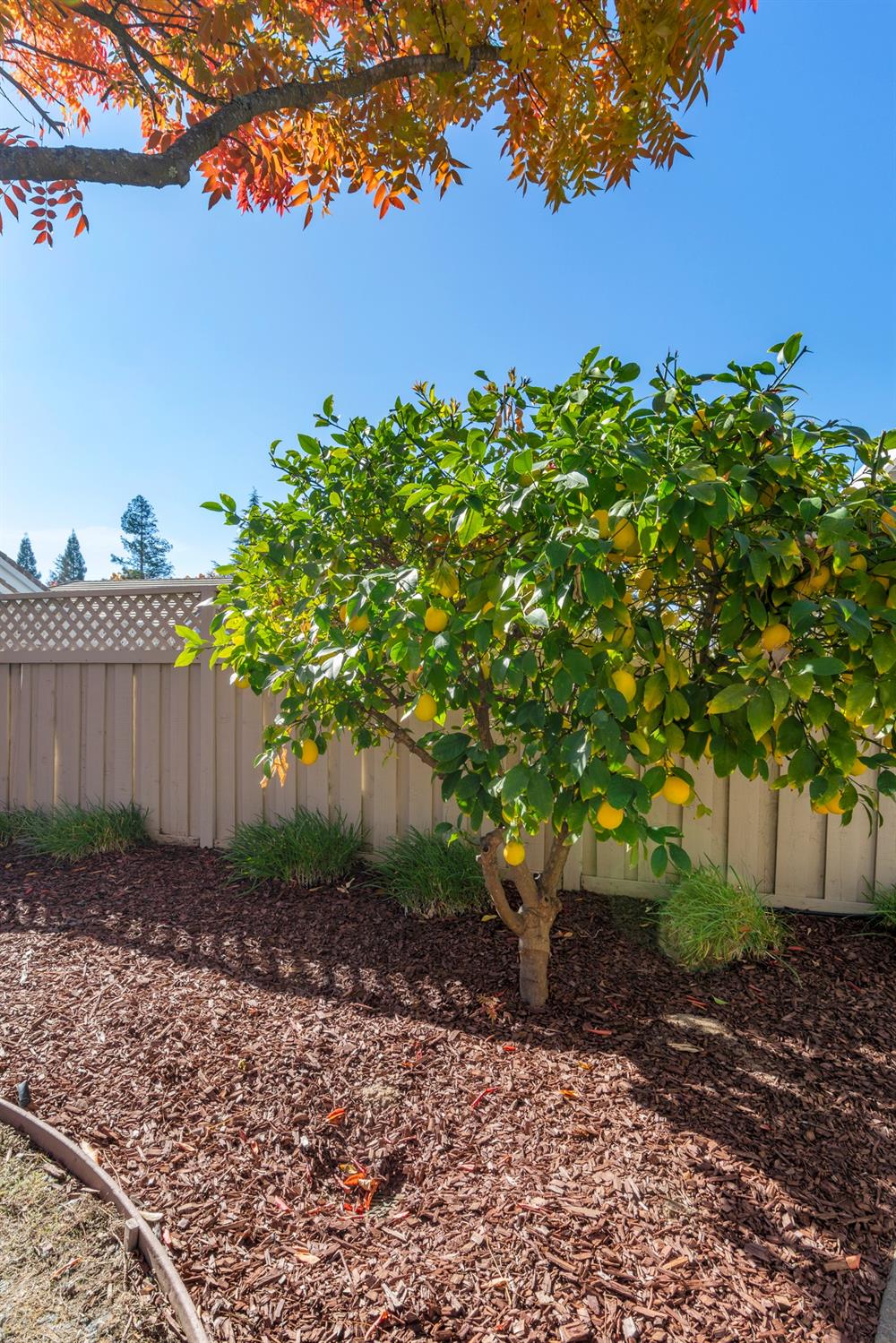 Detail Gallery Image 39 of 43 For 313 Hammill Ct, Roseville,  CA 95747 - 2 Beds | 2 Baths