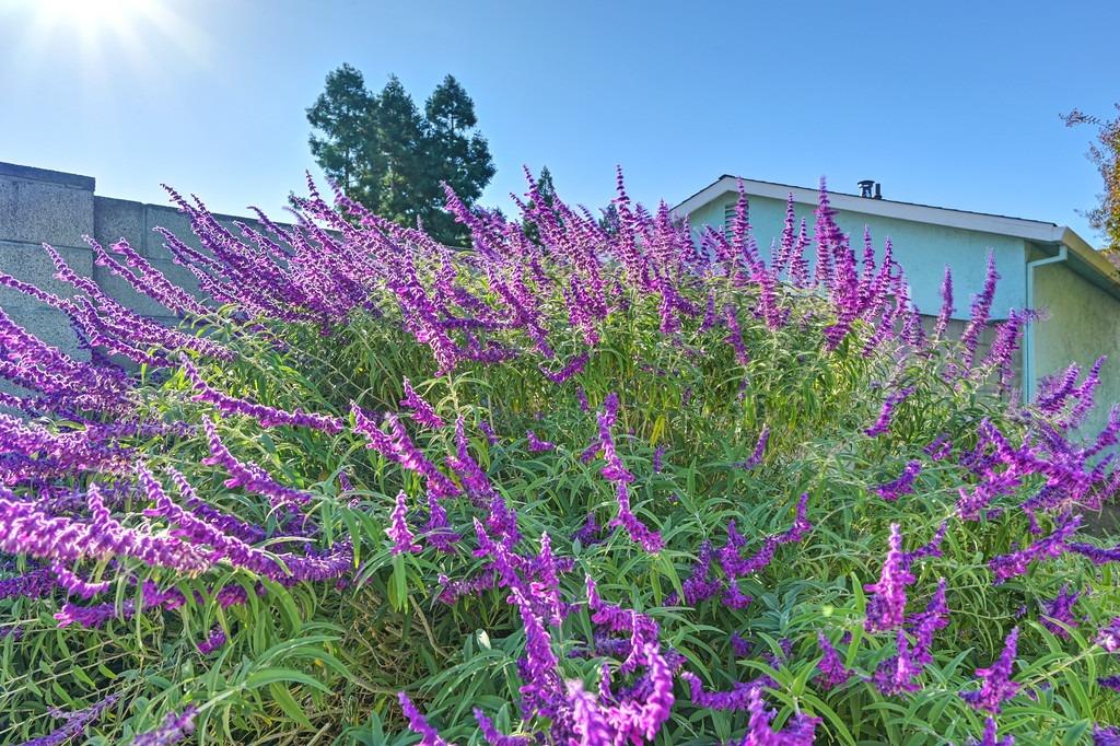 Detail Gallery Image 22 of 88 For 7120 Sunbreeze Ln, Sacramento,  CA 95828 - 2 Beds | 2 Baths