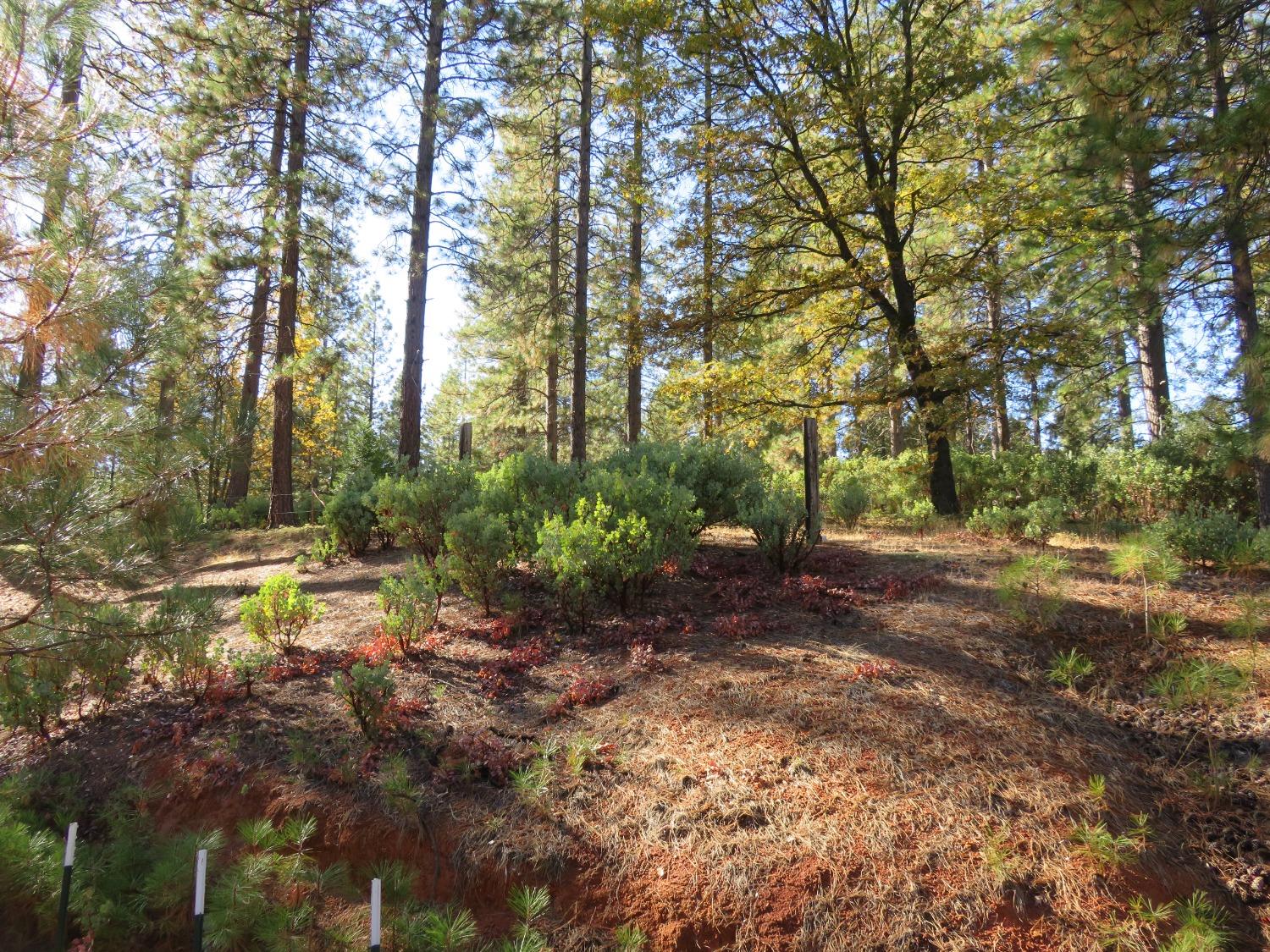 Detail Gallery Image 34 of 50 For 8900 Bailey Ridge Rd, West Point,  CA 95255 - 3 Beds | 2 Baths