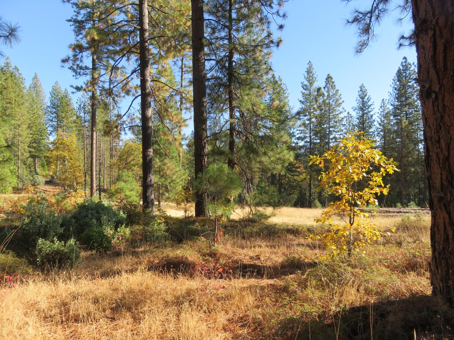 Detail Gallery Image 39 of 50 For 8900 Bailey Ridge Rd, West Point,  CA 95255 - 3 Beds | 2 Baths