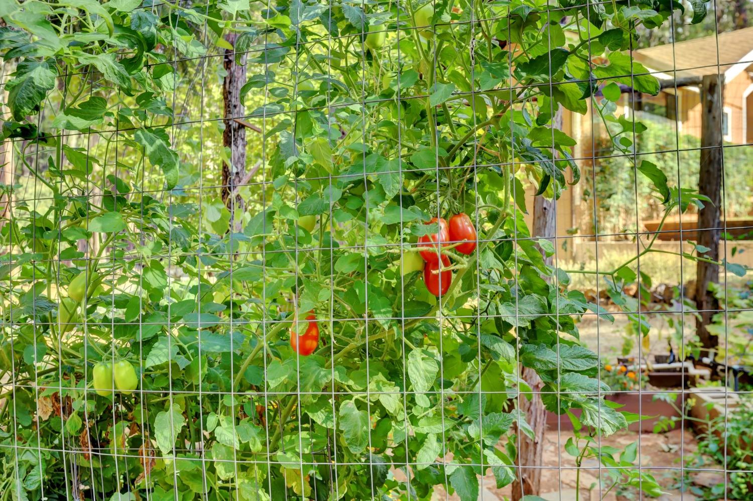 Detail Gallery Image 58 of 95 For 13094 Tranquility Ln, Nevada City,  CA 95959 - 2 Beds | 2 Baths