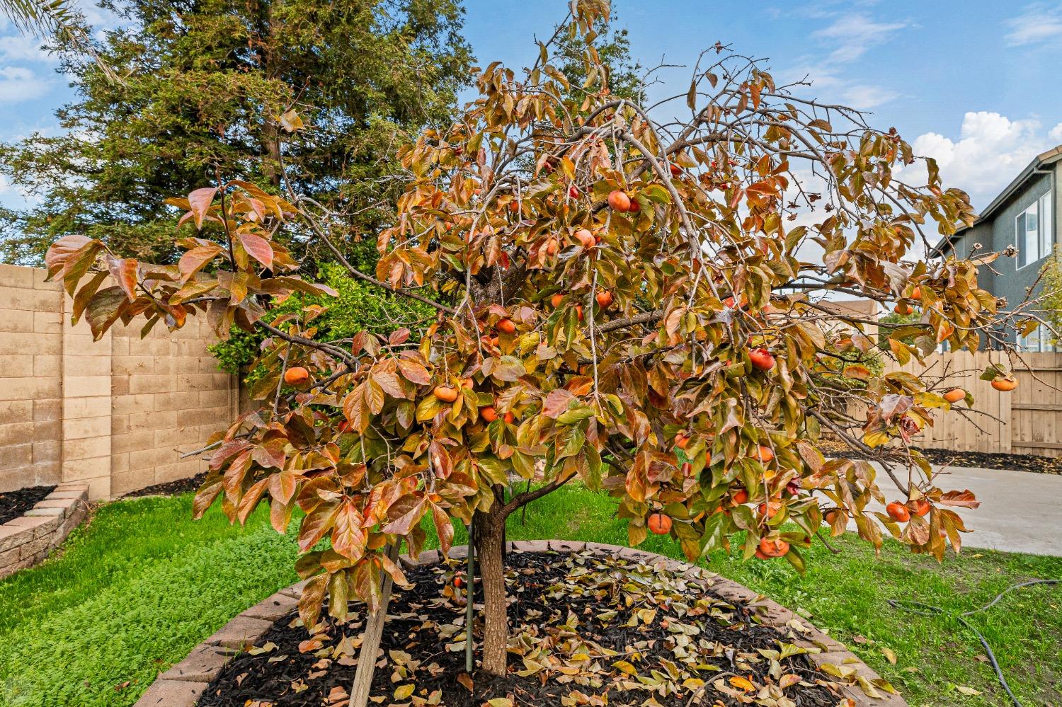 Detail Gallery Image 46 of 49 For 1981 Lugano Way, Manteca,  CA 95337 - 4 Beds | 2 Baths