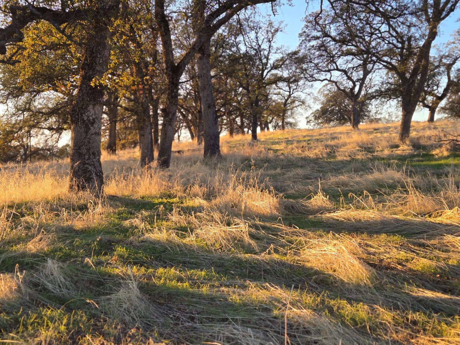 Detail Gallery Image 13 of 16 For 0 Avacado Rd, Oroville,  CA 95966 - – Beds | – Baths