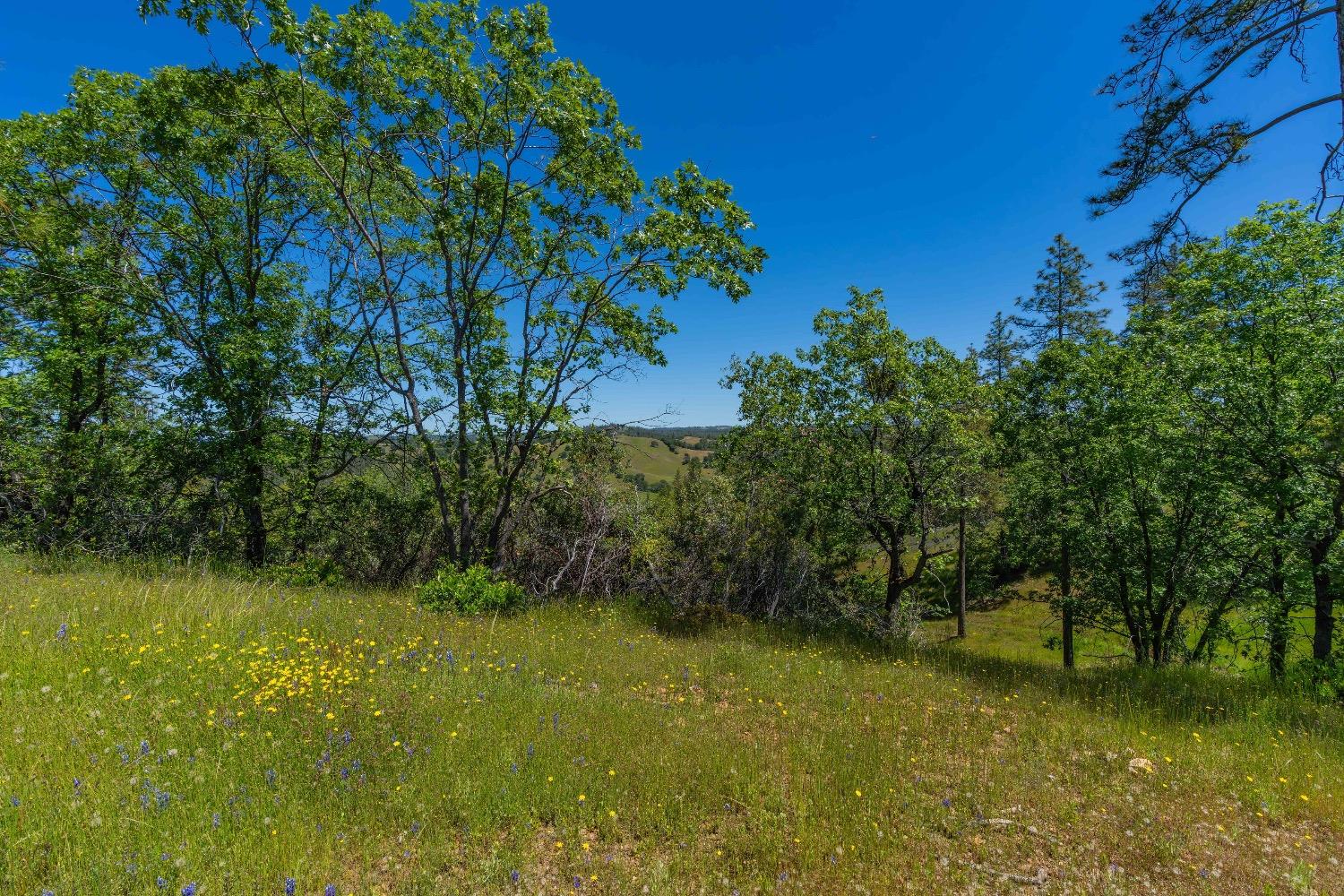 Detail Gallery Image 5 of 57 For 12377 Twin Pines Rd, Sutter Creek,  CA 95685 - – Beds | – Baths