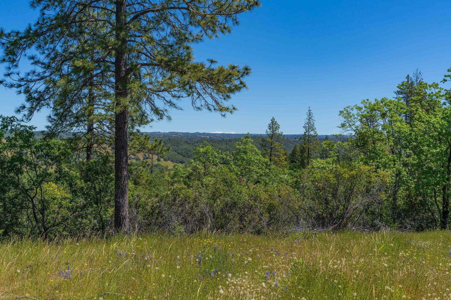 Detail Gallery Image 13 of 57 For 12377 Twin Pines Rd, Sutter Creek,  CA 95685 - – Beds | – Baths