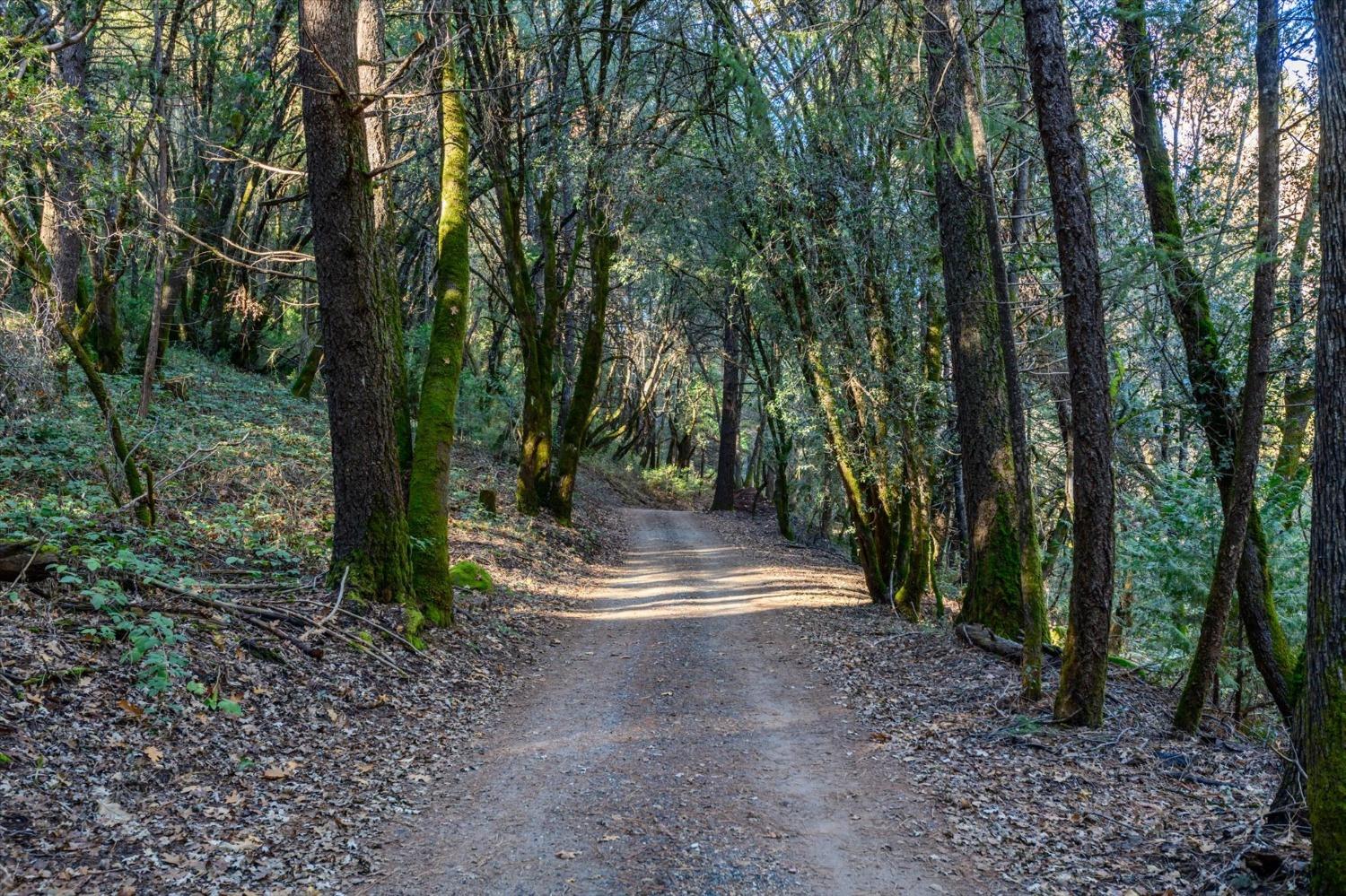 Detail Gallery Image 7 of 22 For 4954 Oak Hill Rd, Placerville,  CA 95667 - – Beds | – Baths