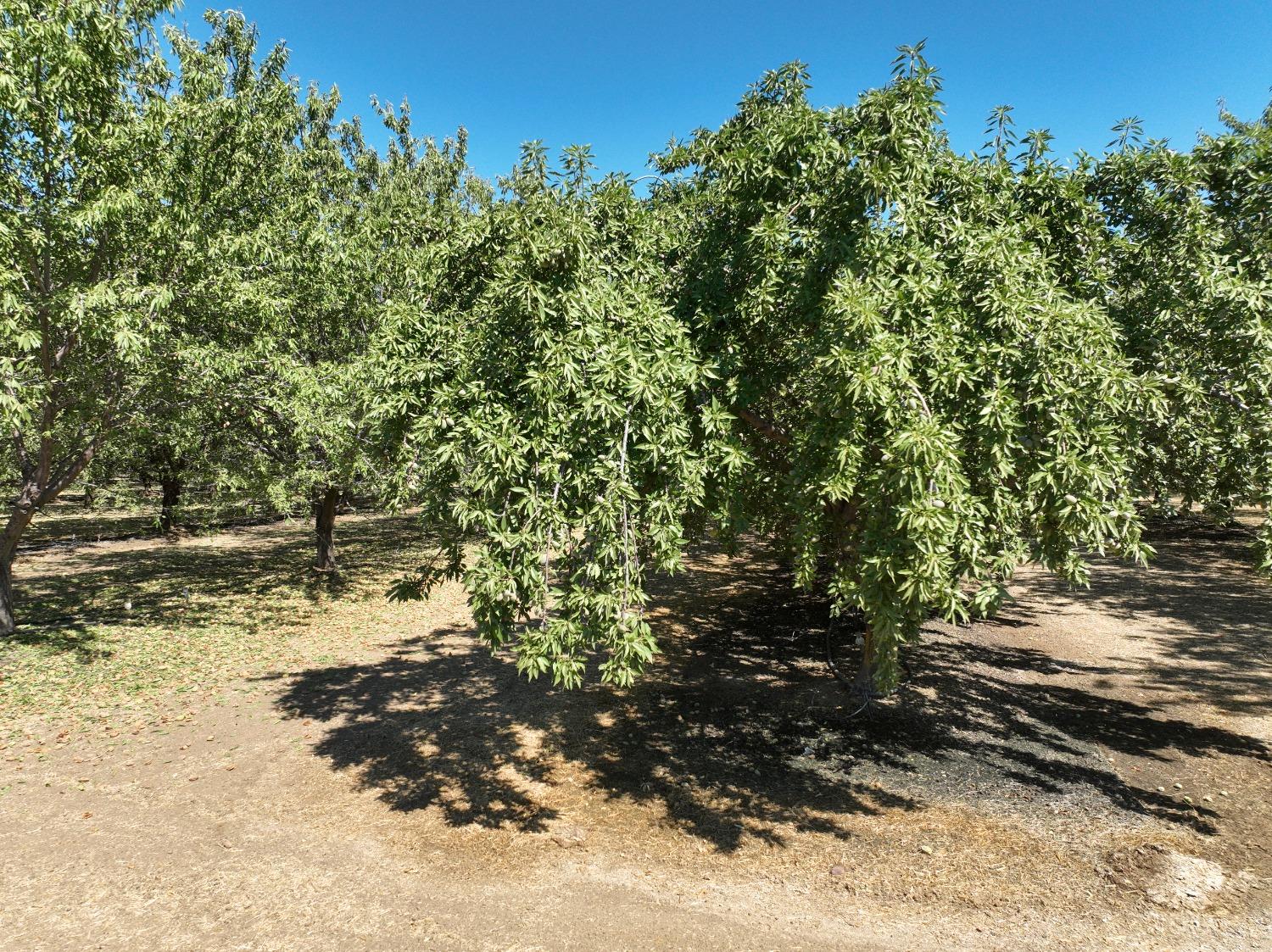 State Highway 16, Woodland, California image 8