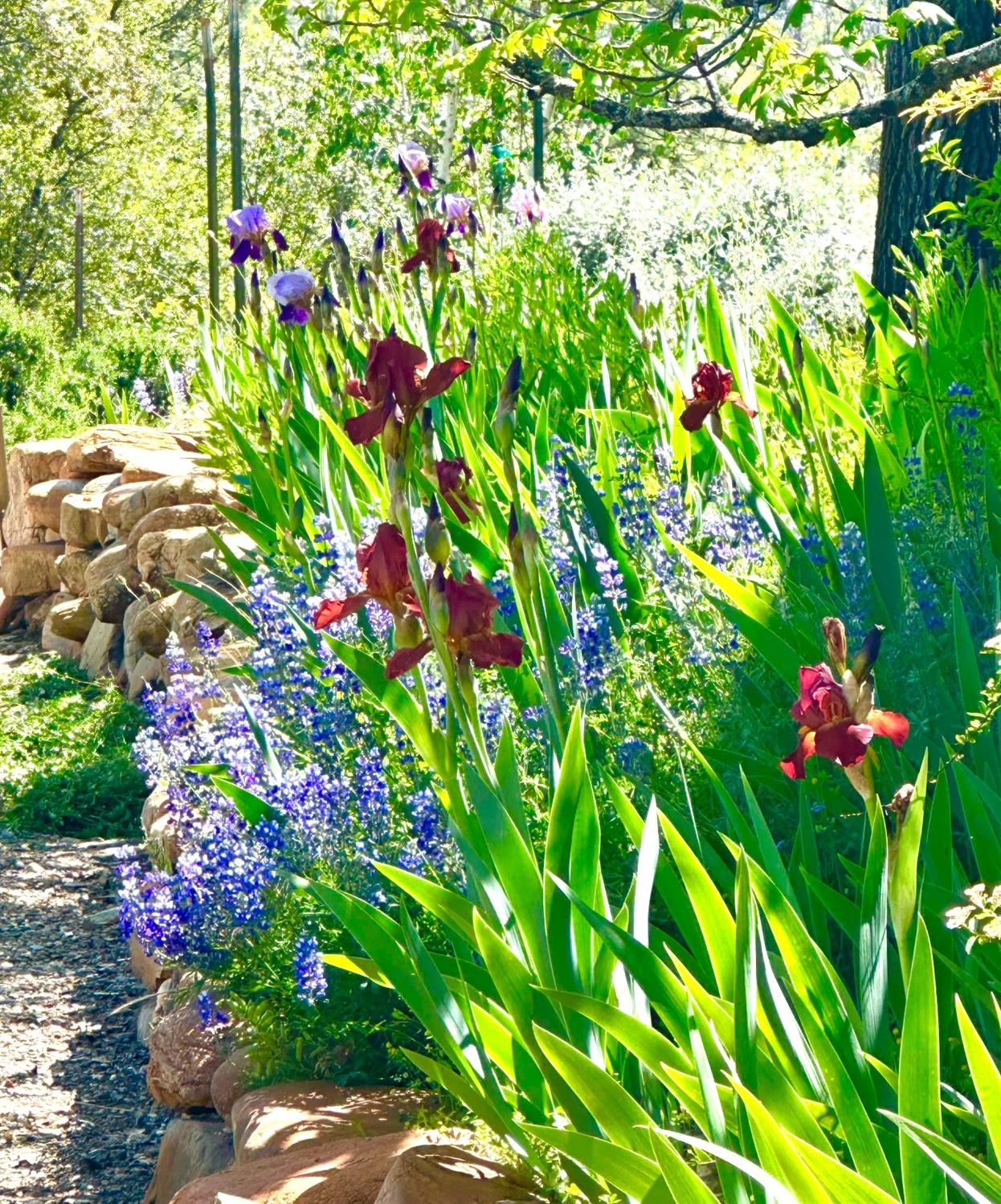 Detail Gallery Image 85 of 89 For 9870 Sheep Ranch Rd, Mountain Ranch,  CA 95246 - 3 Beds | 3 Baths