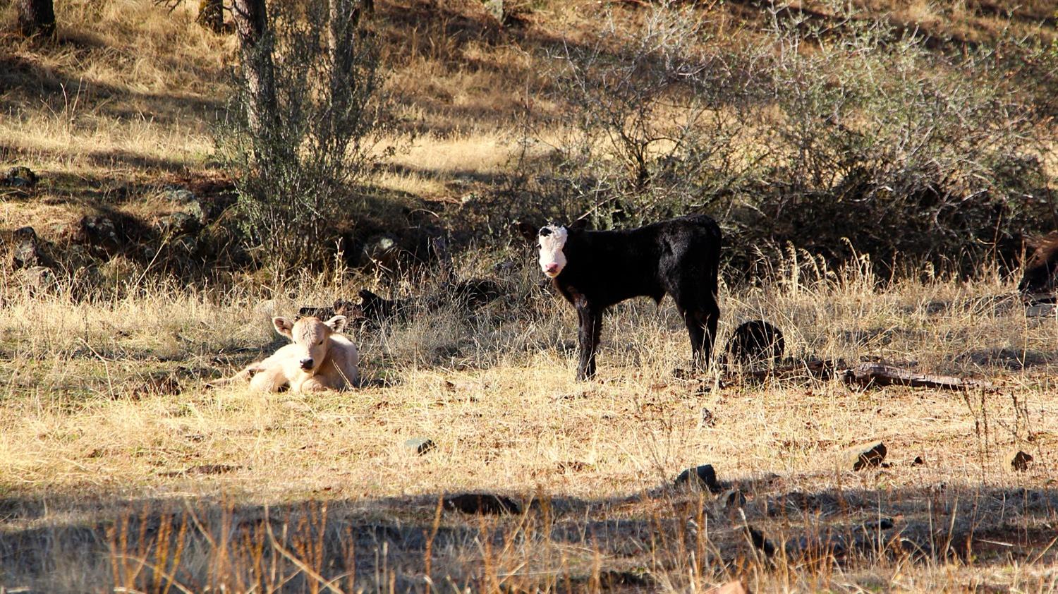 TBD Marshes Flat Road, Coulterville, California image 45