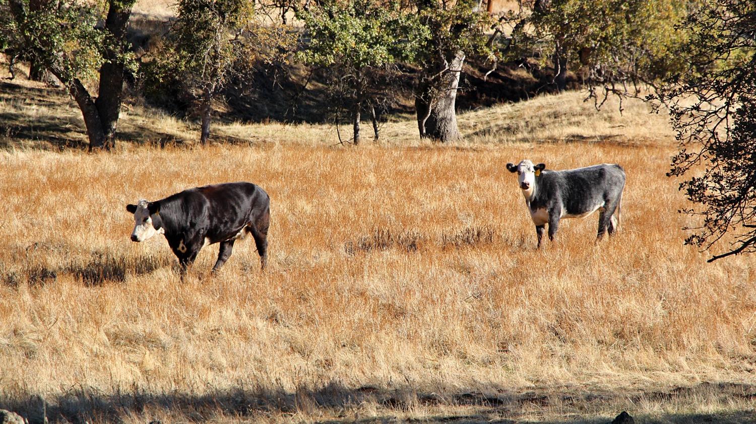 TBD Marshes Flat Road, Coulterville, California image 13