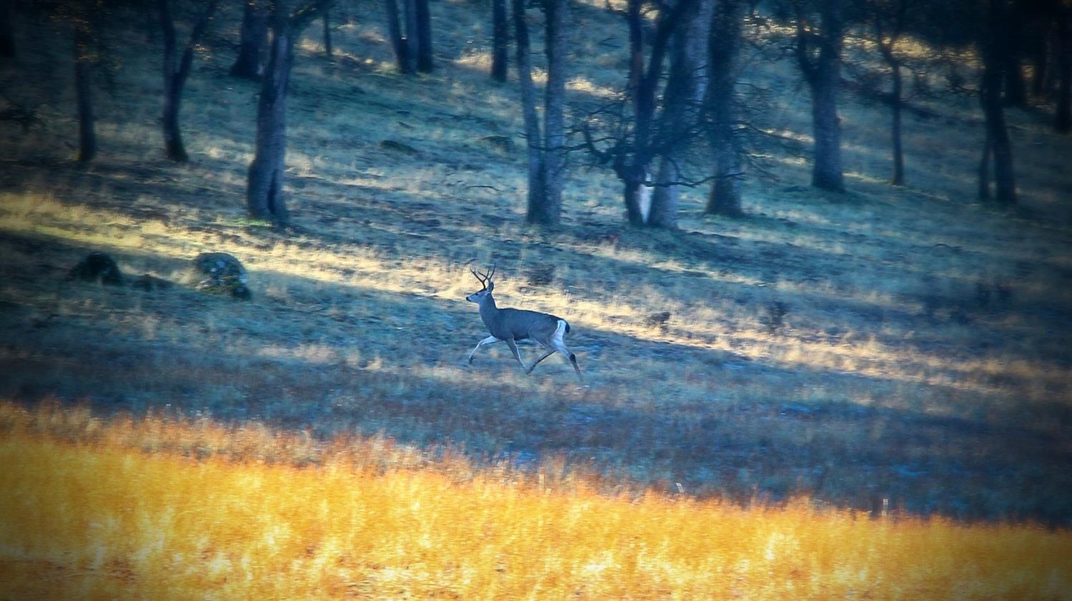 TBD Marshes Flat Road, Coulterville, California image 34