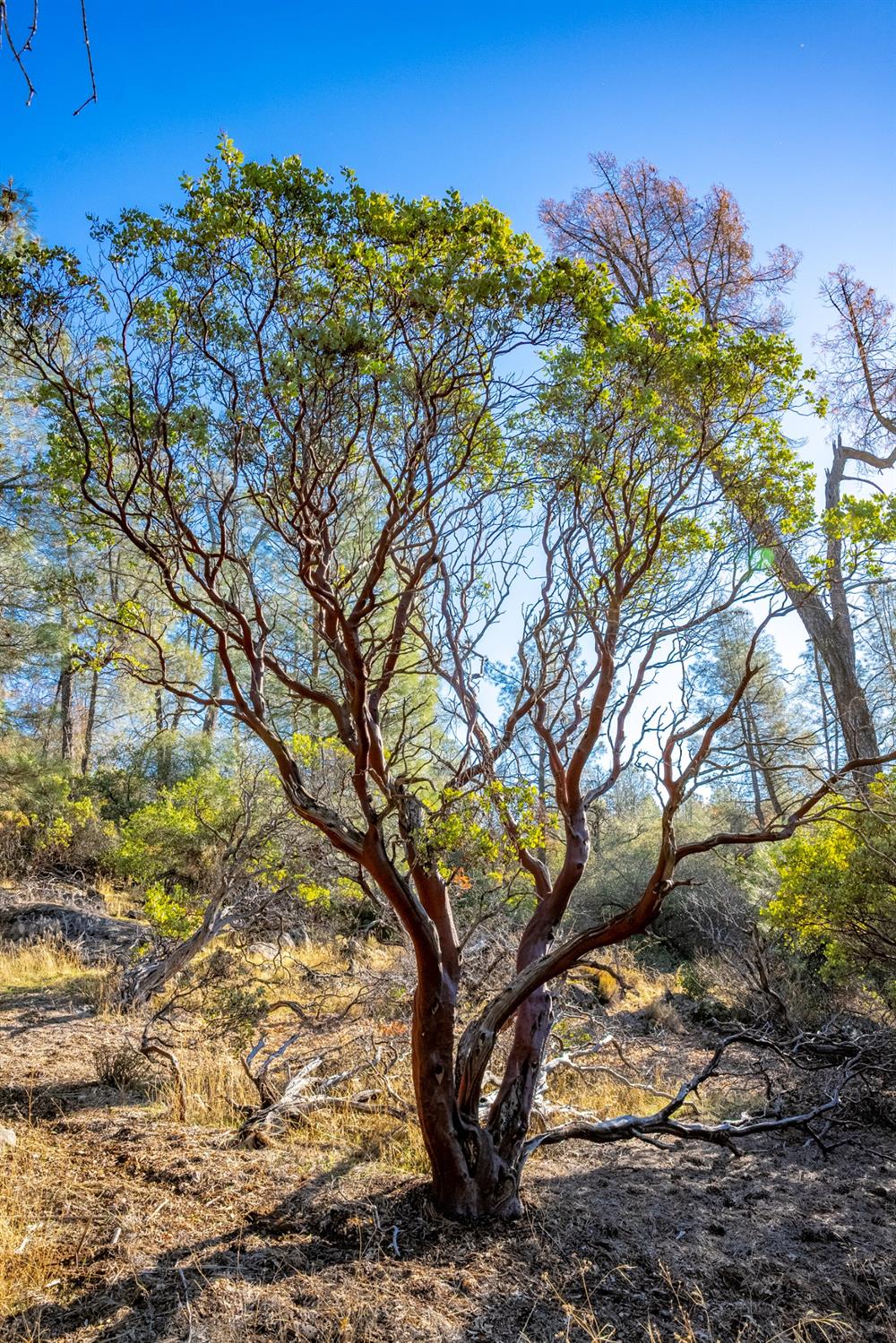 Detail Gallery Image 19 of 26 For 0 Leaning Tree, Placerville,  CA 95667 - – Beds | – Baths