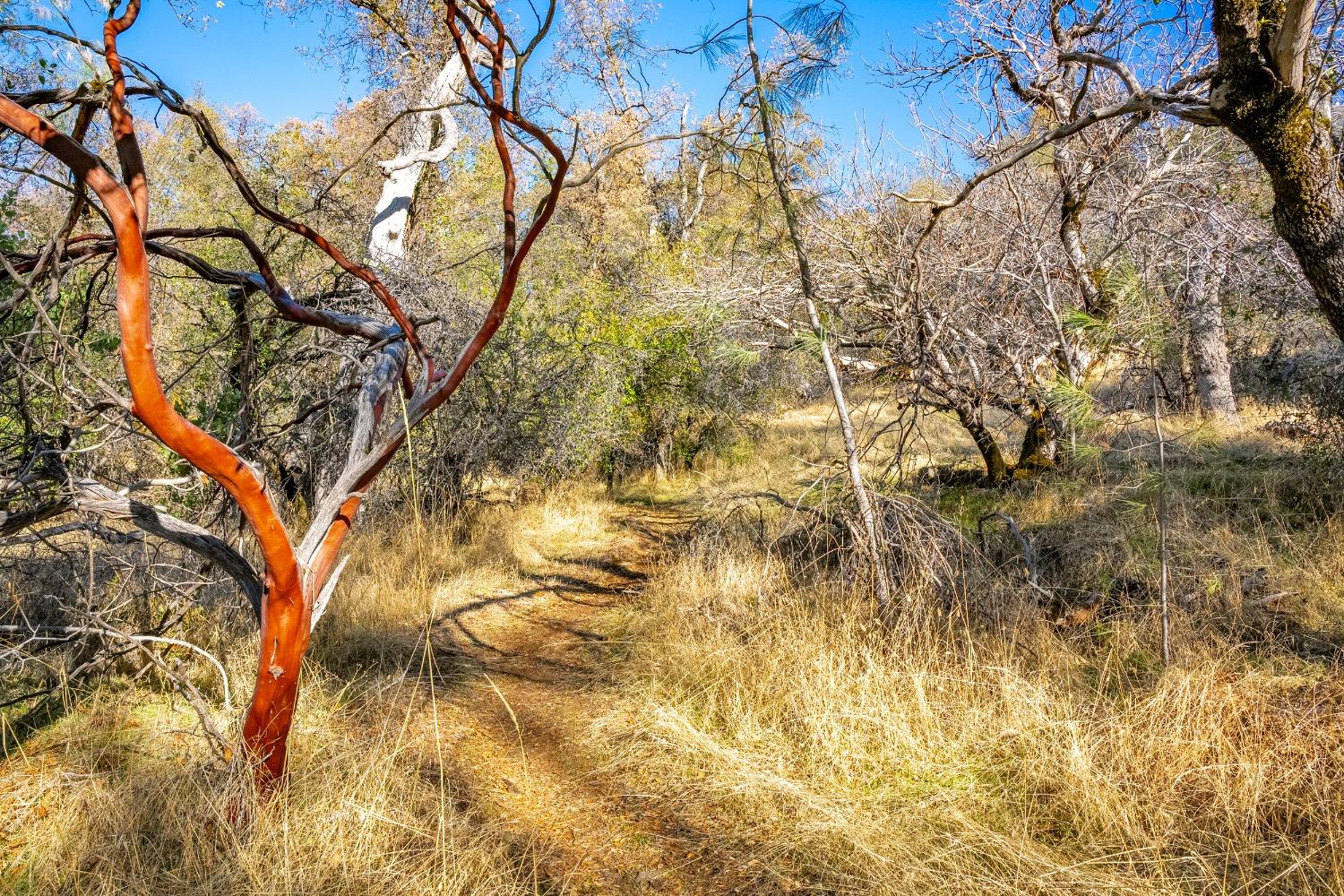 Detail Gallery Image 24 of 26 For 0 Leaning Tree, Placerville,  CA 95667 - – Beds | – Baths