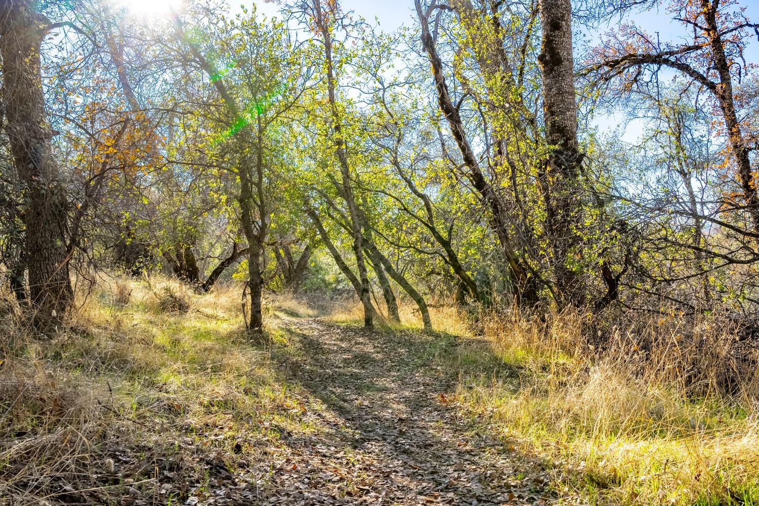 Detail Gallery Image 18 of 26 For 0 Leaning Tree, Placerville,  CA 95667 - – Beds | – Baths