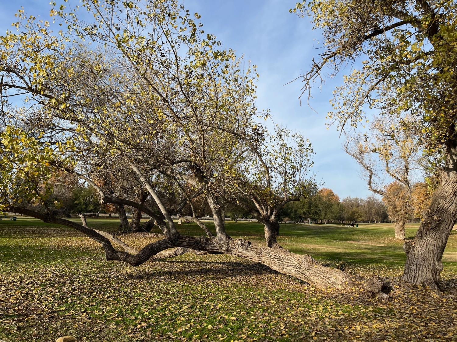 Detail Gallery Image 41 of 46 For 1835 Jay Ct, Carmichael,  CA 95608 - 3 Beds | 2/1 Baths