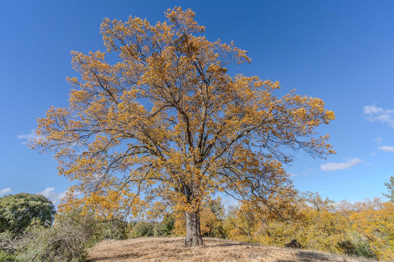 Upton Road, Plymouth, California image 12