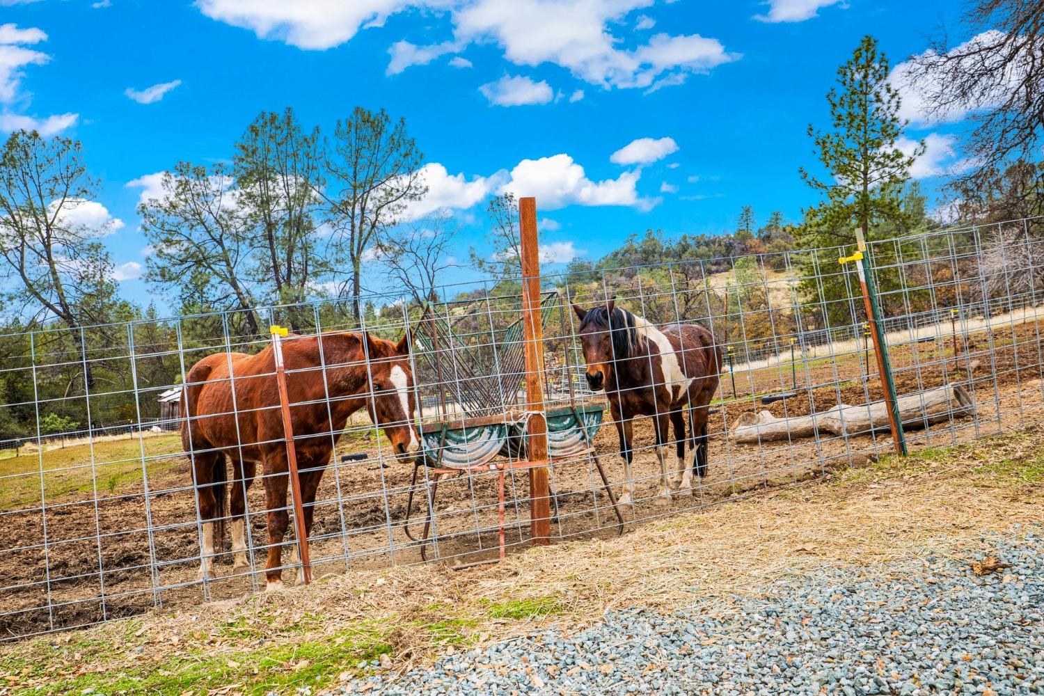 Detail Gallery Image 64 of 73 For 5060 Cedar Ravine Ct, Placerville,  CA 95667 - 4 Beds | 3/1 Baths