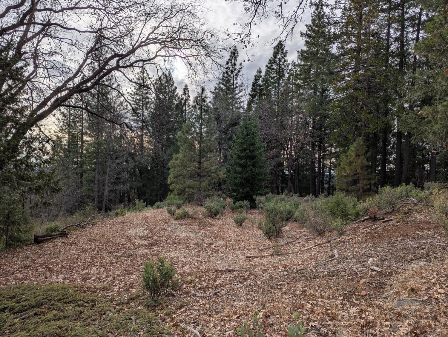 Moody Ridge Road, Gold Run, California image 9