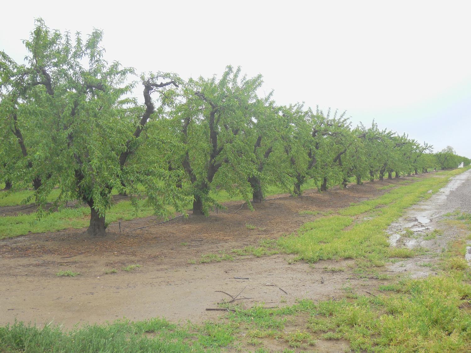 Obanion Road, Yuba City, California image 24