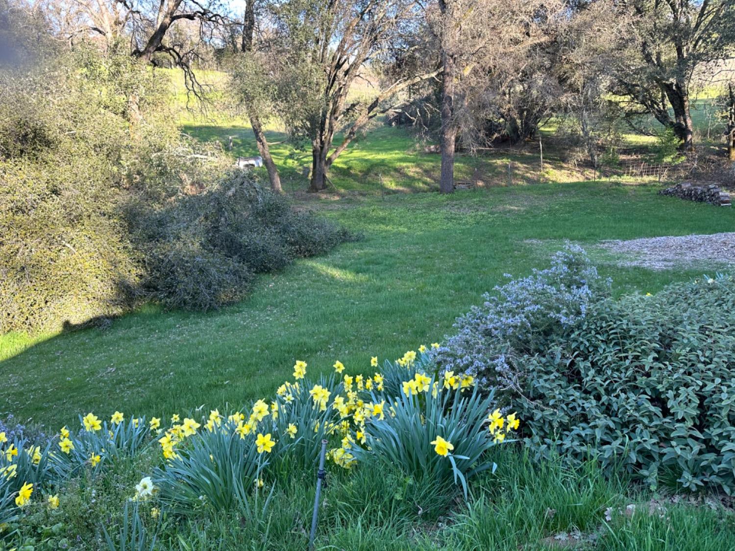 Detail Gallery Image 7 of 38 For 13930 Fiddletown Rd, Fiddletown,  CA 95629 - 3 Beds | 2/1 Baths