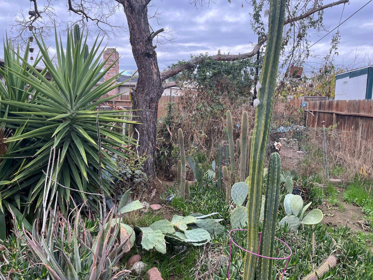 Lime Avenue, Los Banos, California image 9