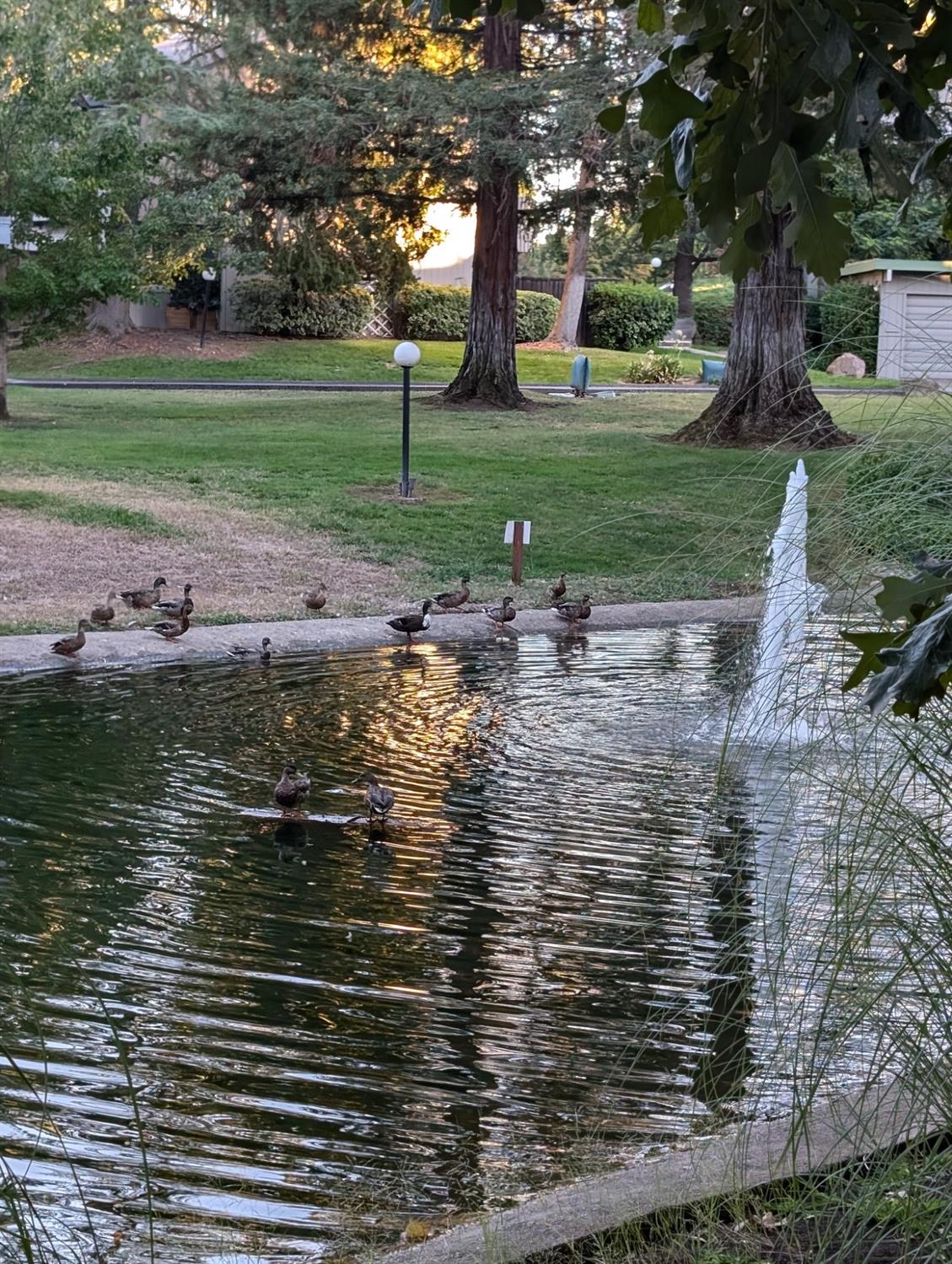 Lake Knoll Lane, Fair Oaks, California image 19