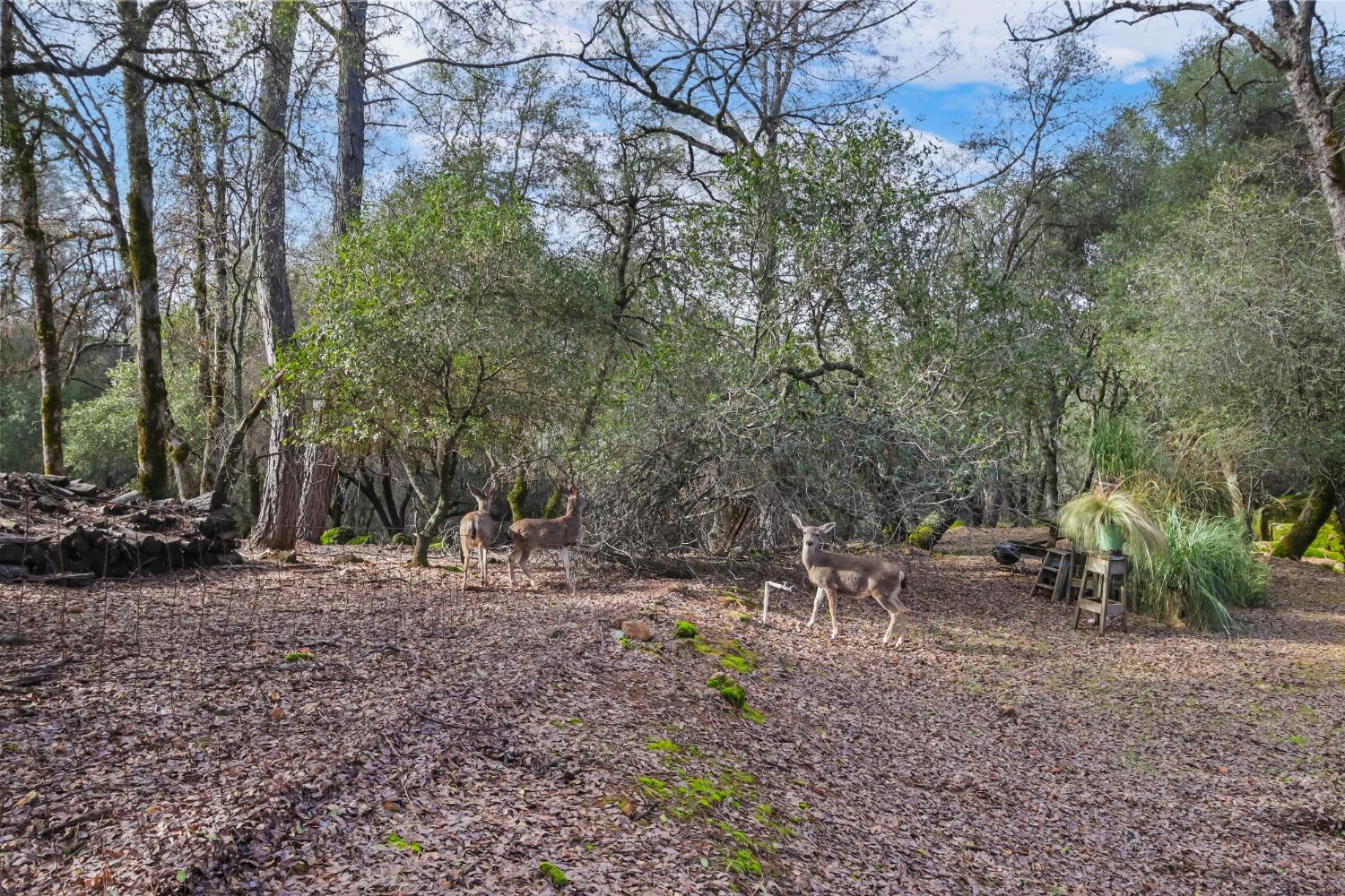 Mary Lane, Auburn, California image 39