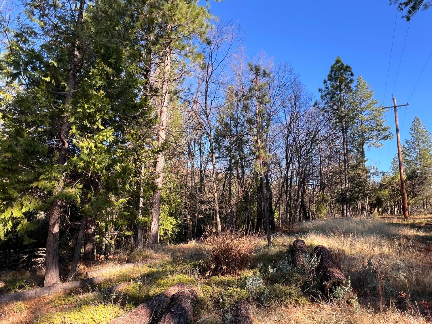 Bald Mountain Road, West Point, California image 7