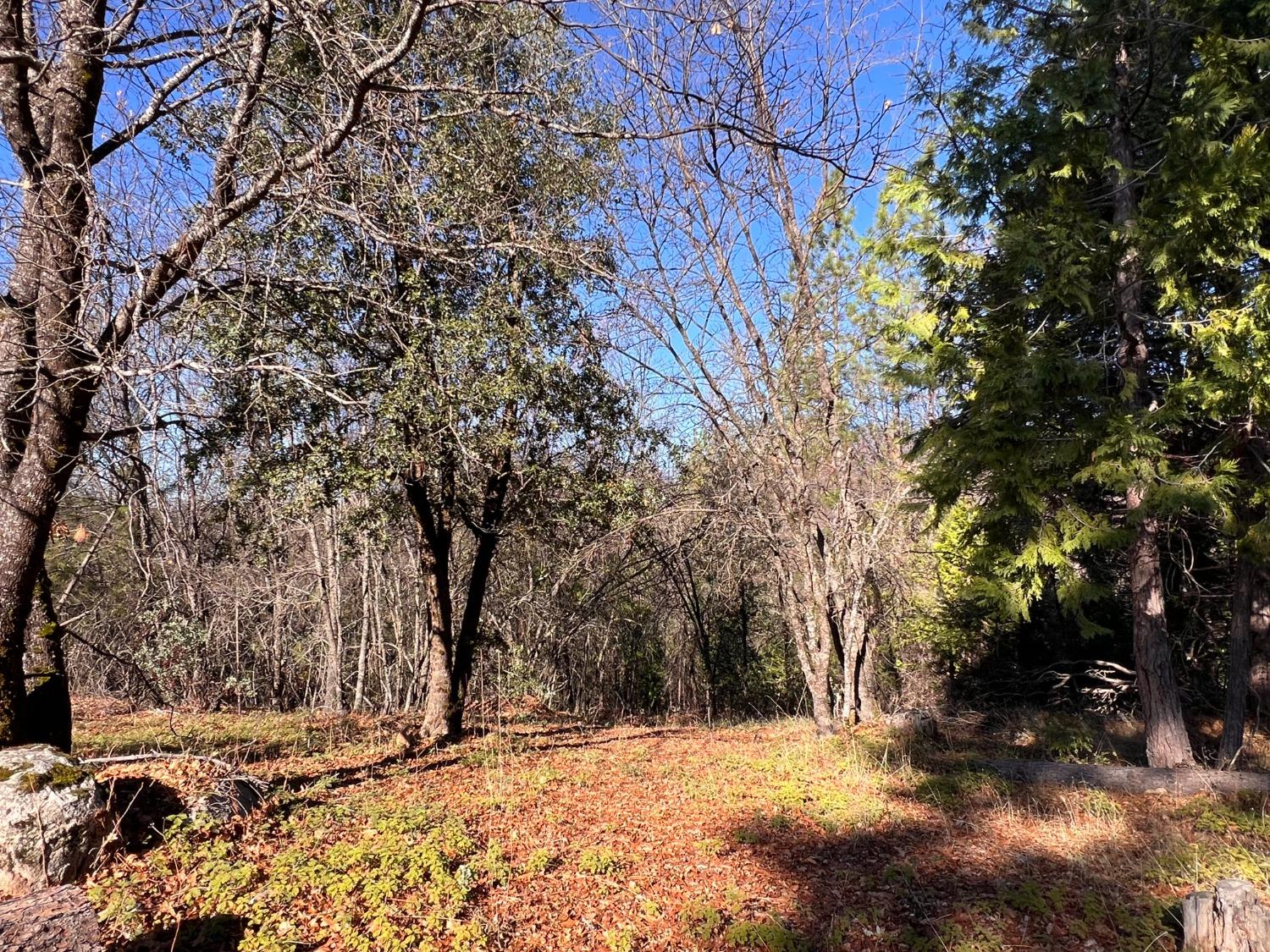 Bald Mountain Road, West Point, California image 6