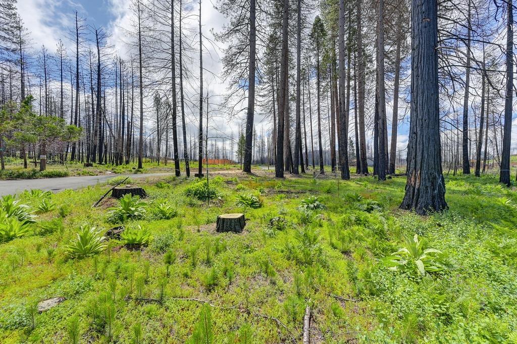 Wooded Glen Road, Grizzly Flats, California image 32