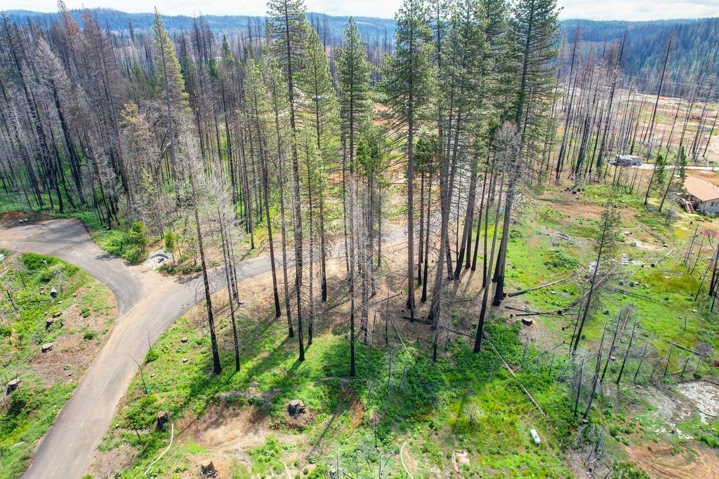 Wooded Glen Road, Grizzly Flats, California image 5