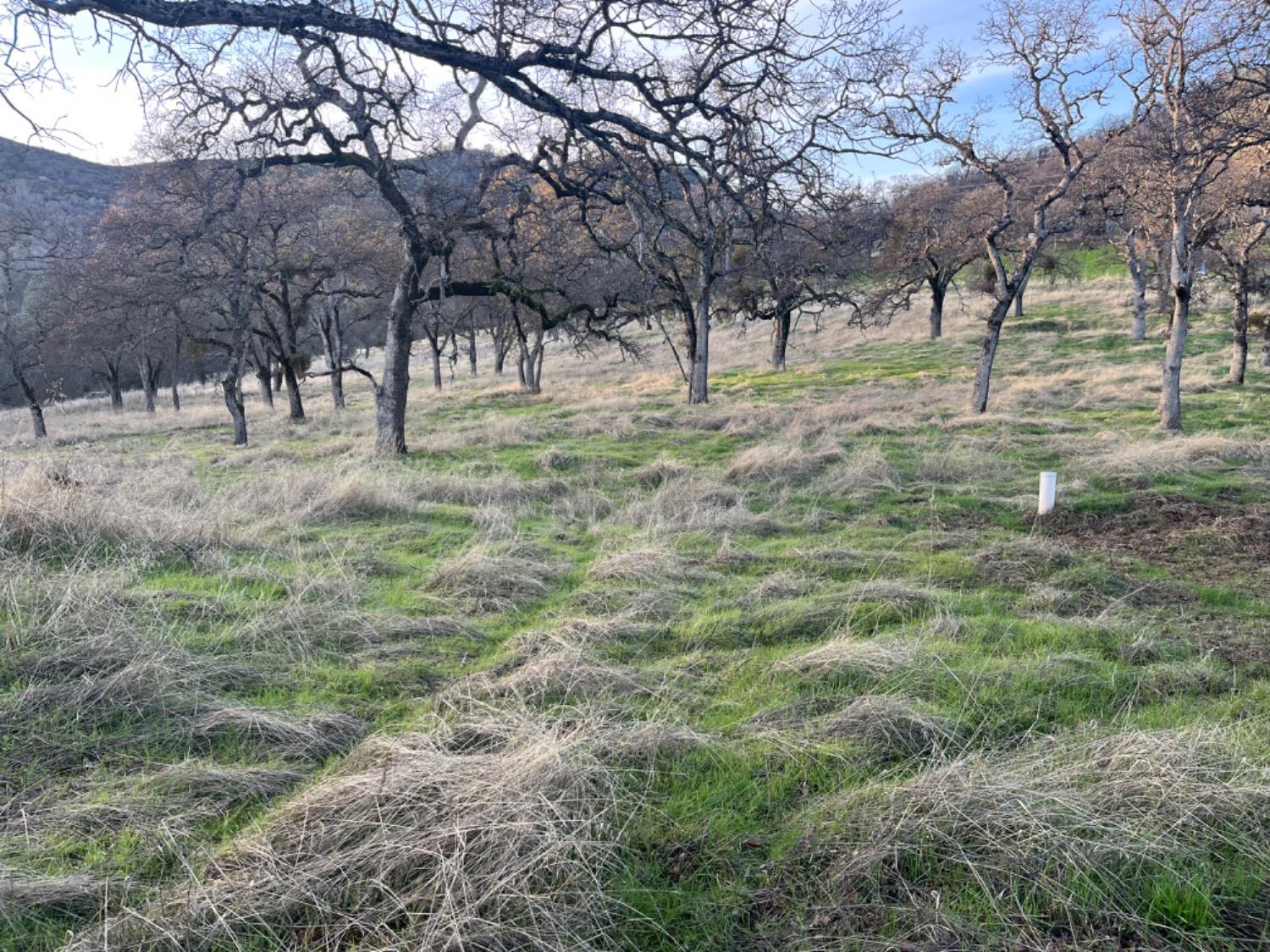 Jaquima Drive, Angels Camp, California image 37