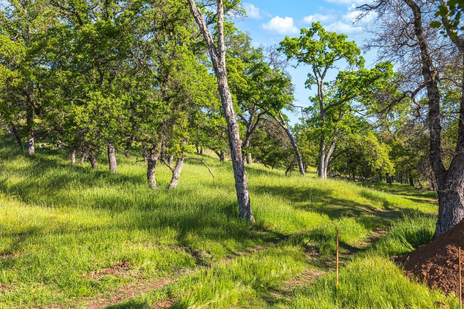 Camino Verdera, Lincoln, California image 6