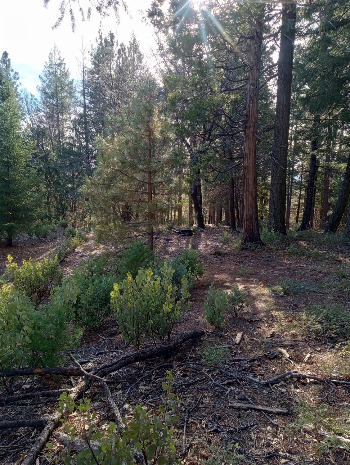 Moody Ridge Road, Gold Run, California image 10