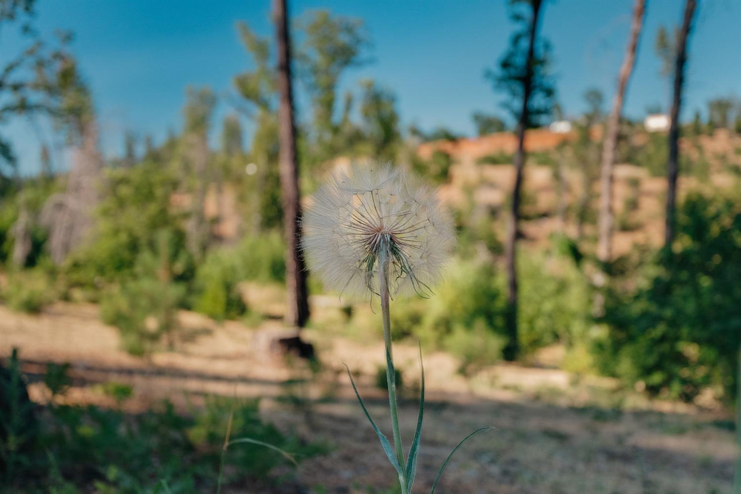 Clear Brook Lane, Paradise, California image 24