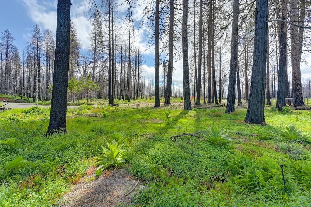 Wooded Glen Road, Grizzly Flats, California image 31